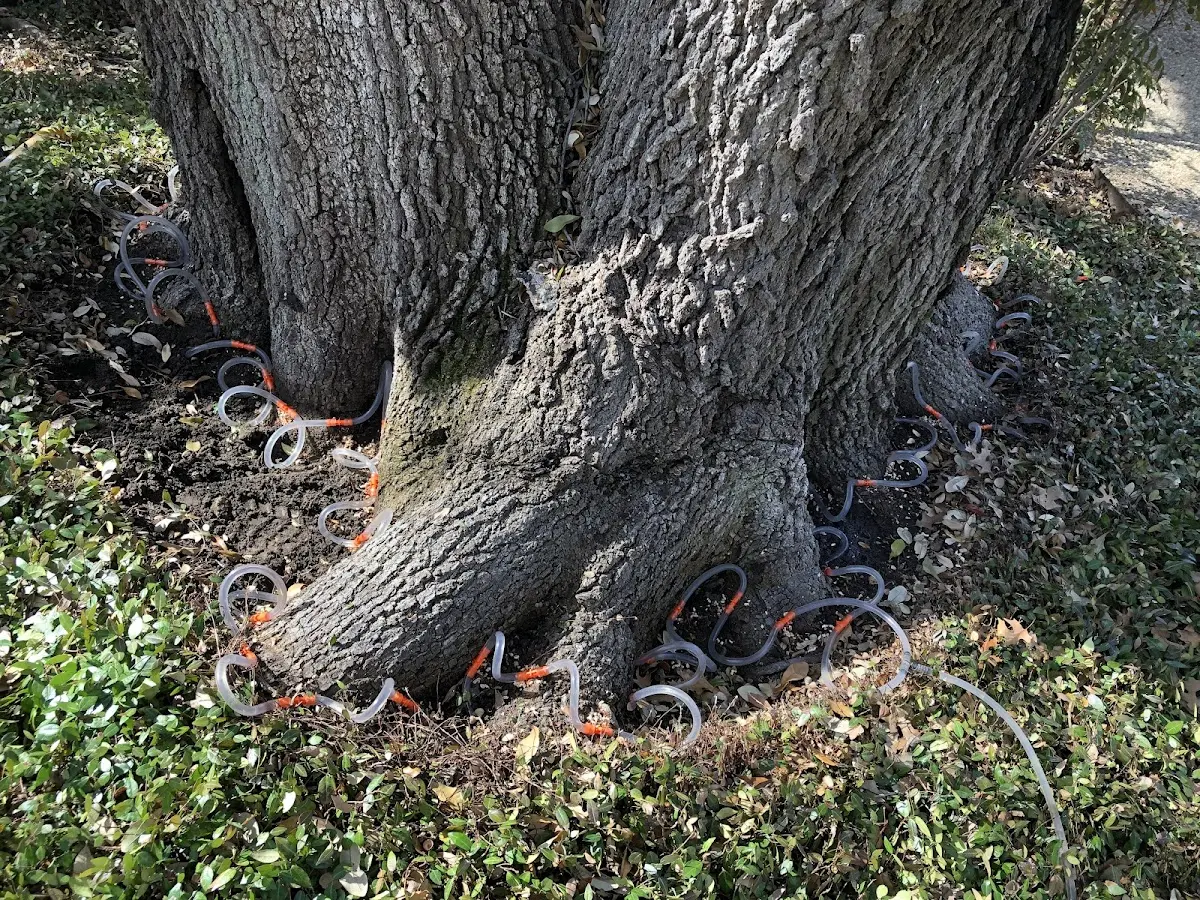 Detailed Tree Cabling and Bracing job site in North Blenheim